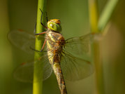 Phil Harbord - Norfolk Hawker